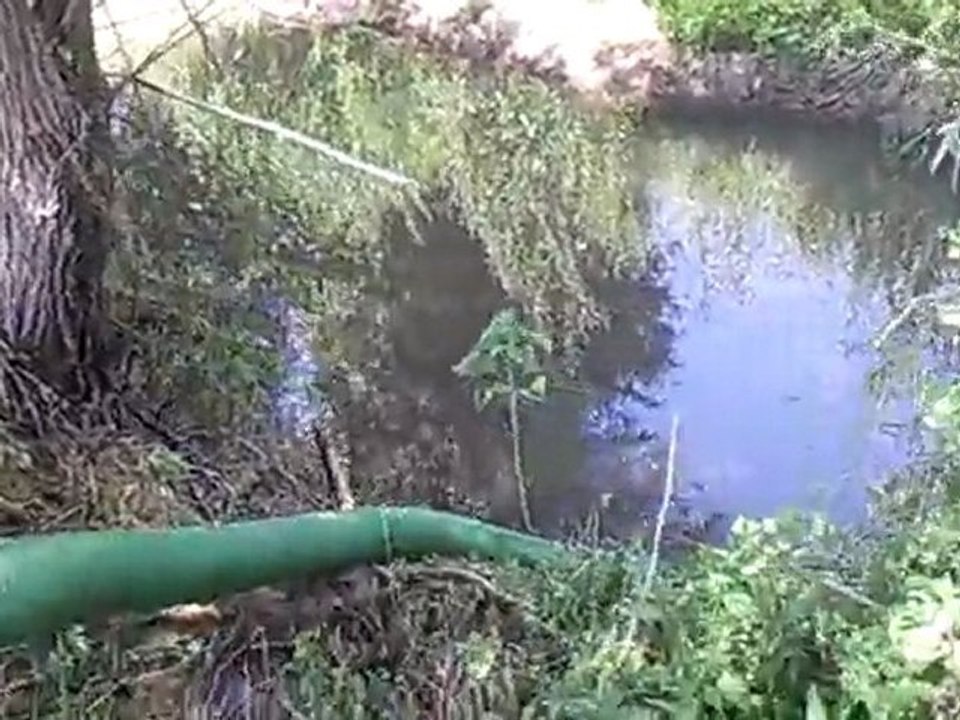 DOMAK 50 hp  dinamo