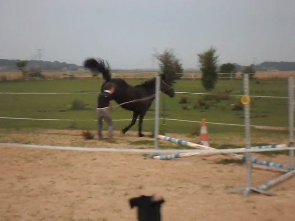 Gag de poulain: la croupade. En travail de Haute Ecole déjà à 2 ans?! SAM_1138