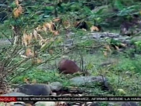 Cultivos colombianos afectados por fumigaciones aéreas