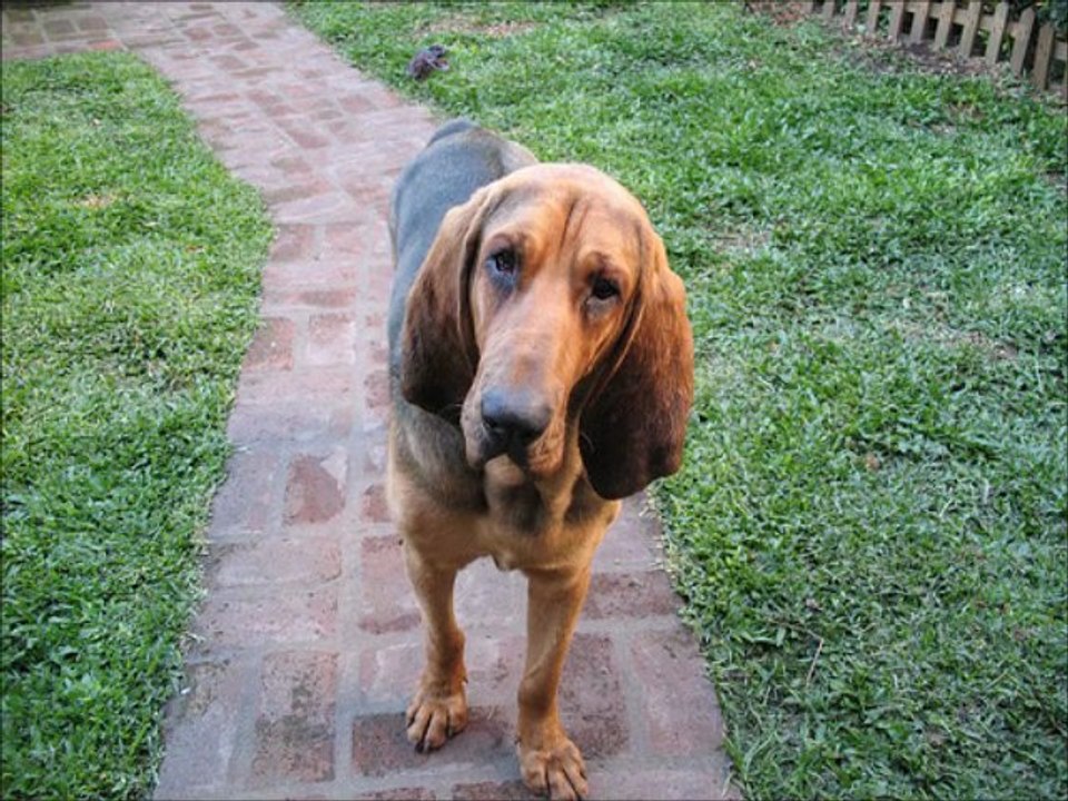 Bloodhound Dog Breed Pictures