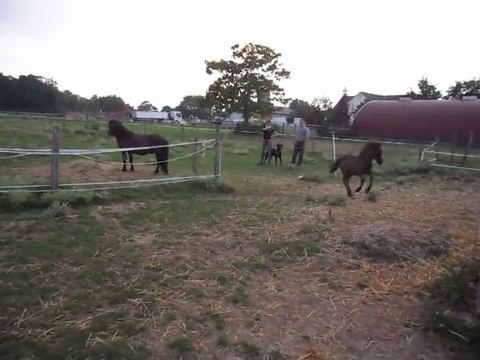 Pouliche BLUE NIGHT 2 mois adore les Paparazzi! 29/07/2011. SAM_1126