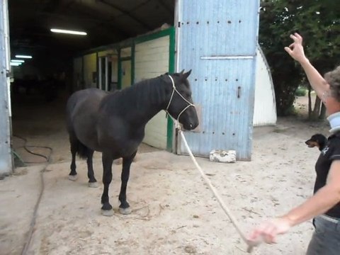 Poulain Mérens. Mes amis les chiens 29/07/2011. SAM_1128