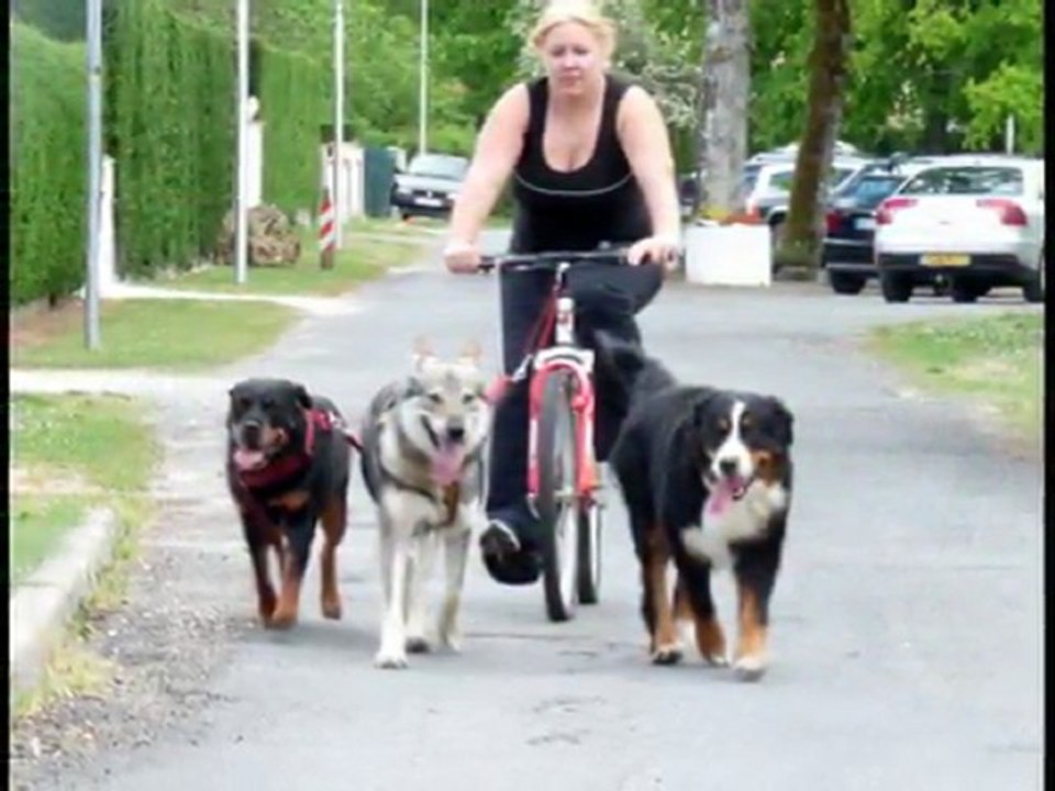 MES AMIS A QUATRE PATTES