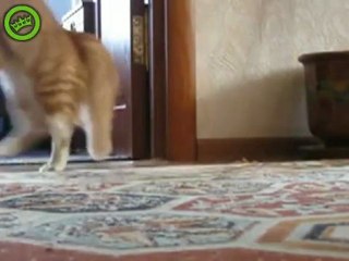 OMG it's Frankenstein