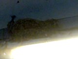 Hirondelles nid 25 femelle préparation ponte 050620111061