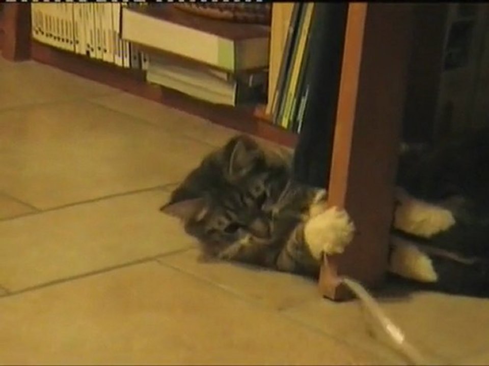 2011-08 Yoda joue