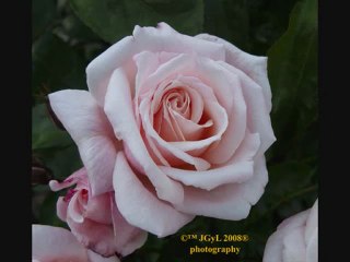 TU INOLVIDABLE SONRISA "LOS FREDYS" {Classic Love Songs}