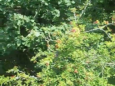 Journée bagatelle visite parc en train