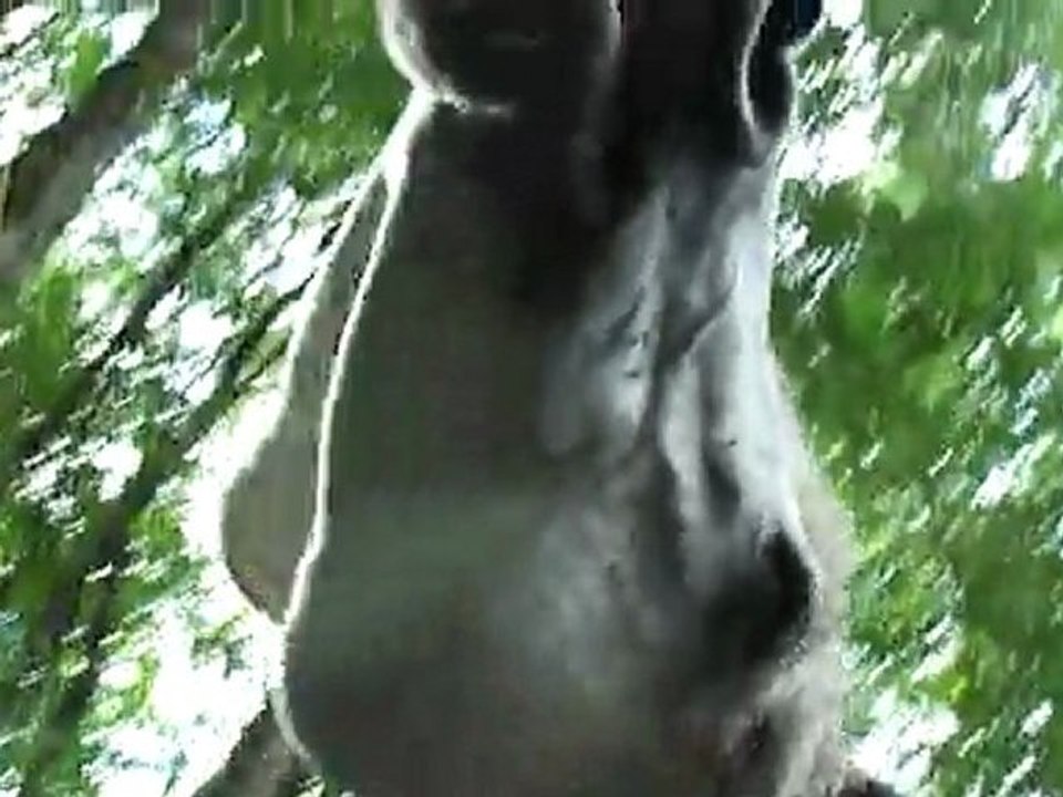 Papaille en mode CHAMEAU