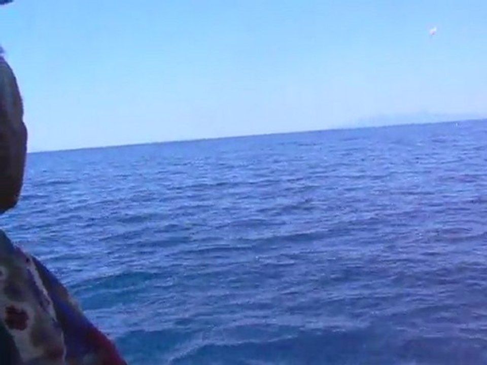 Yunusların Dansı 1