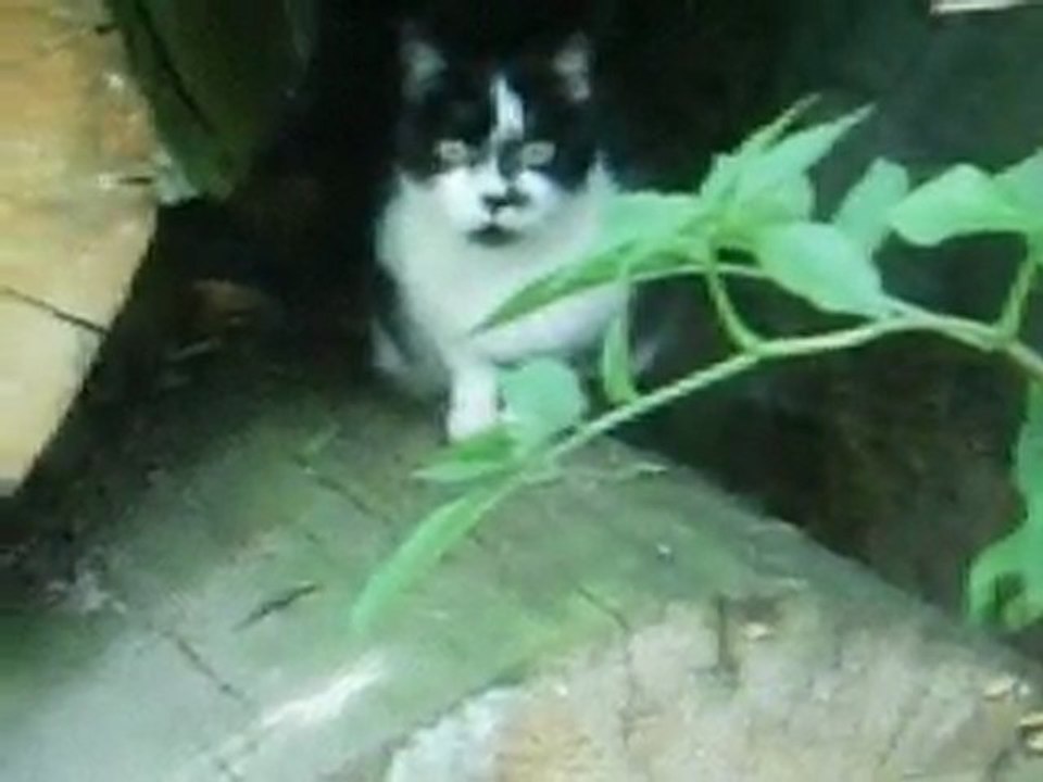 Les chatons de Madonna