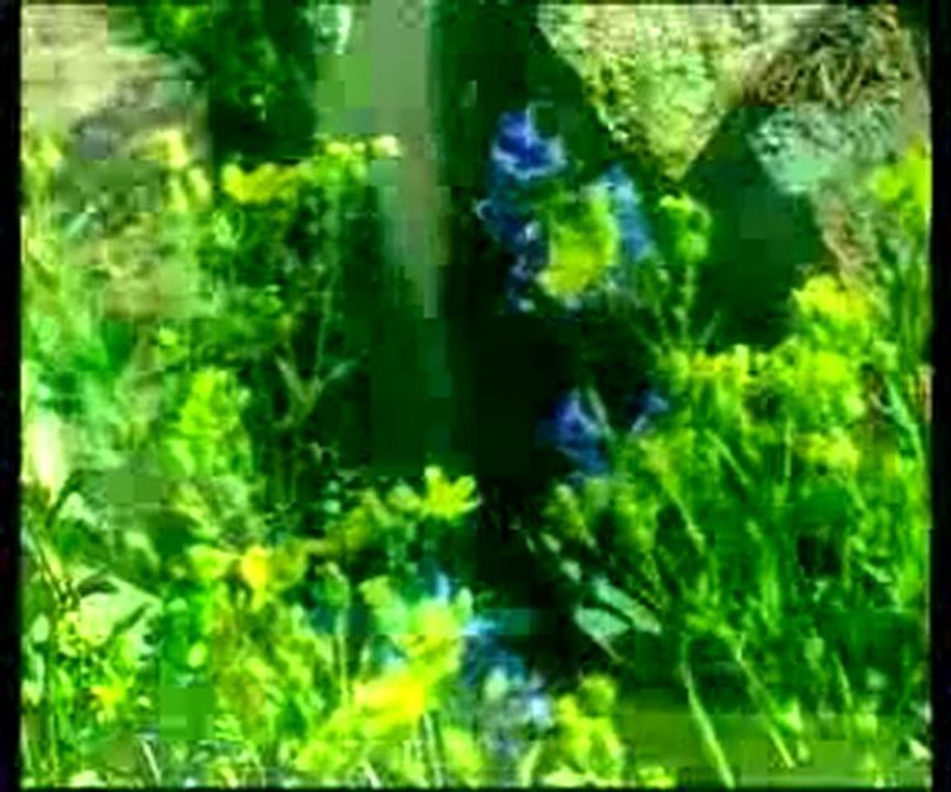 Cennetteki insan güzelliği