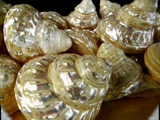 PEARLY SHELLS TINY BUBBLES REMIX