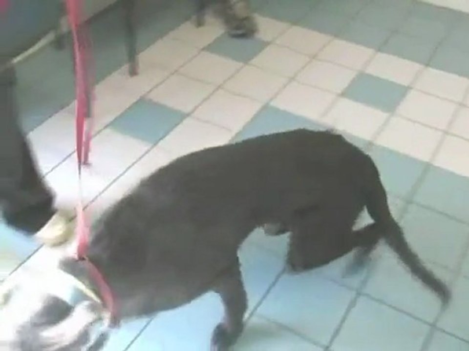 Dogs with arthritis can have a better life