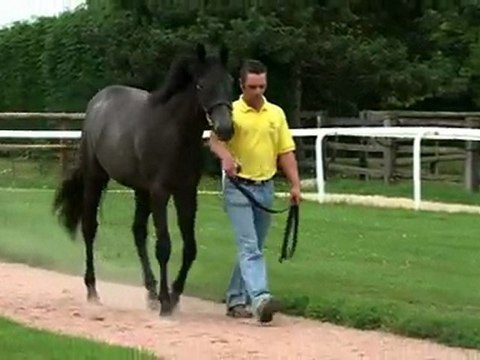 Lot 368 par Verglas et Princess d'Orange - Haras du Mezeray