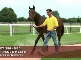 Lot 356 par Orpen et O'Keefe - Haras du Mezeray