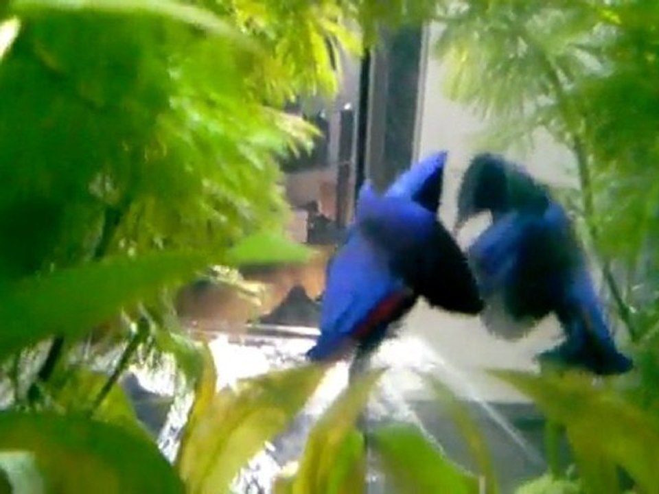 Betta splenden parade male