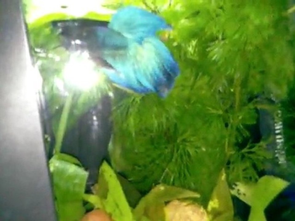 Betta splenden parade male