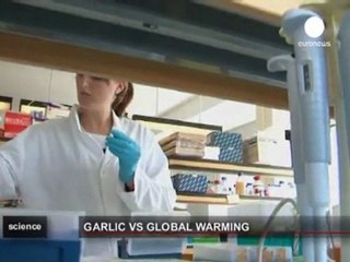 Garlic against global warming from cows