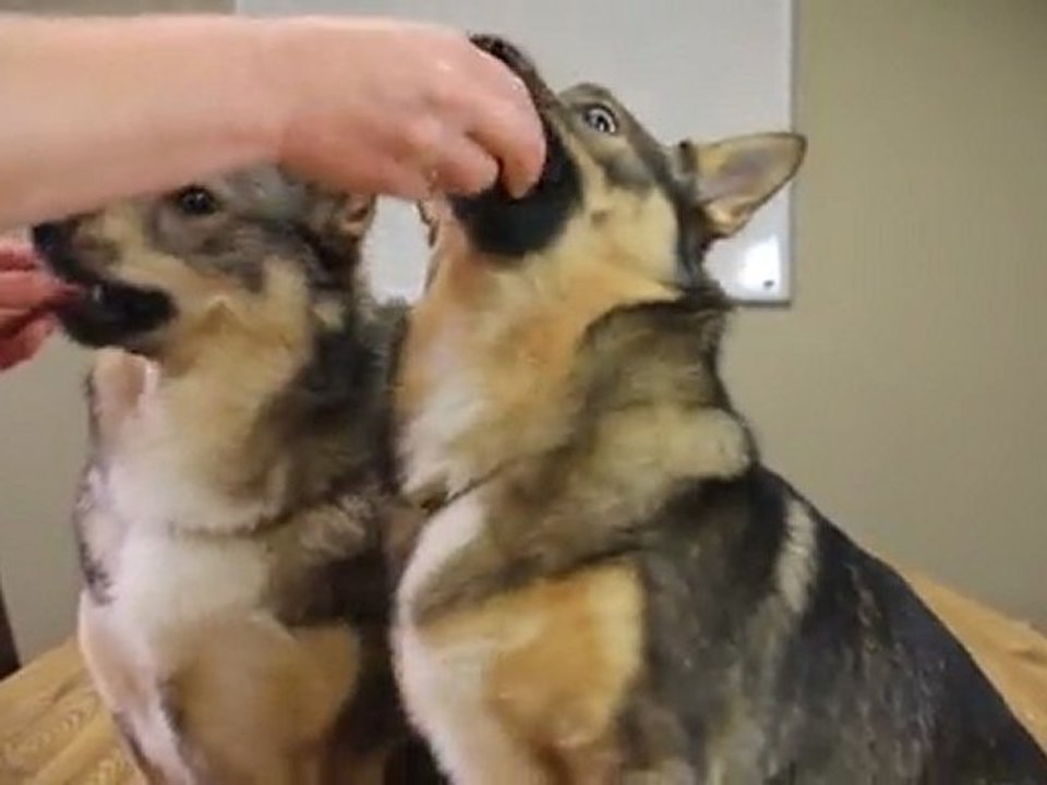 Missing Link Customer: Maria G & Her Swedish Vallhunds