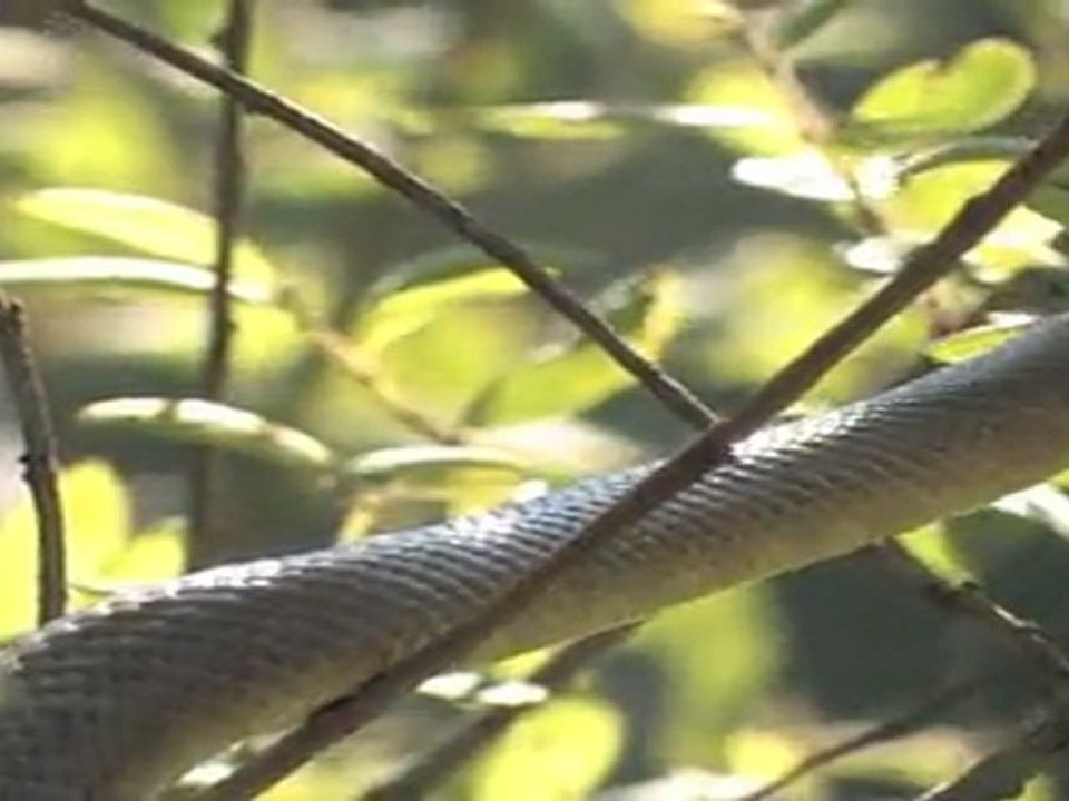 bande annonce Sang froid ni Effroi