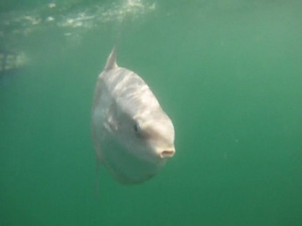 poissonluneleretour