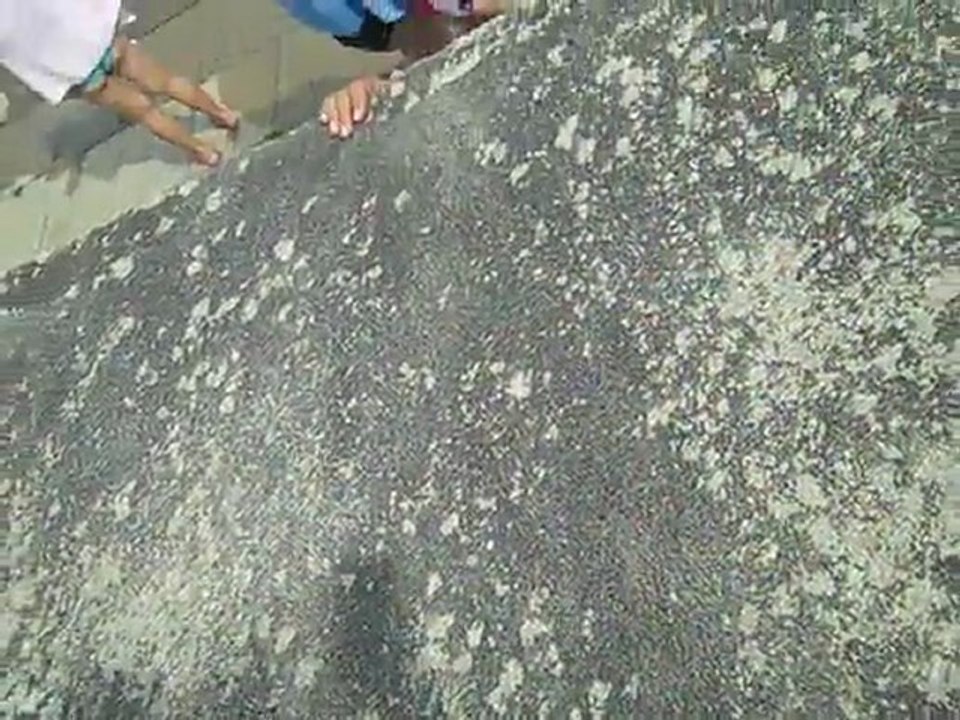 par un grand soleil, rien ne vaut un plouf énergique !