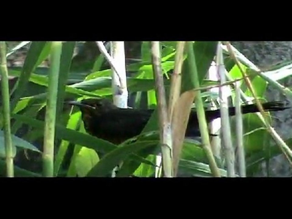 les Oiseaux de l'Etang de Biguglia (Corse) (2)