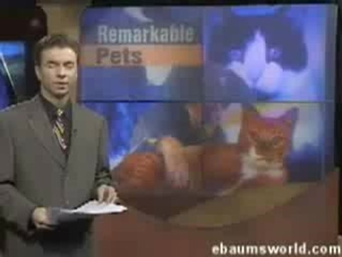 Faith : Chien à deux pattes