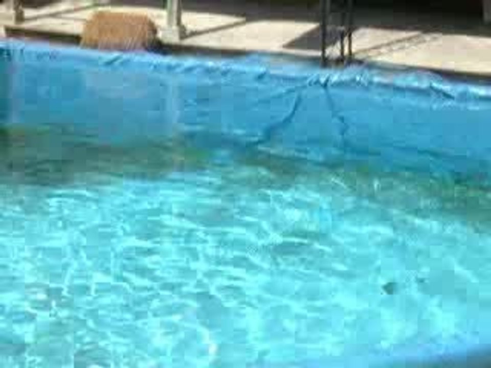 Comedy dives