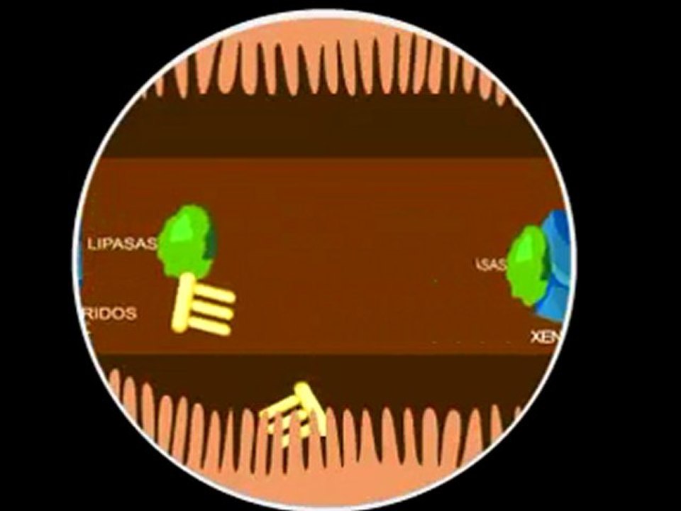 Order Generic Orlistat (buy Xenical) 120mg