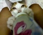kitty Drinking milk