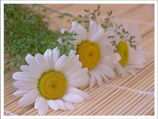 Kalacak sanma bu çağın bu güzellik solacak-BAYATİ ARABAN-