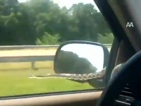 ARABA KAPUTUNDA YILANLA SEYAHAT