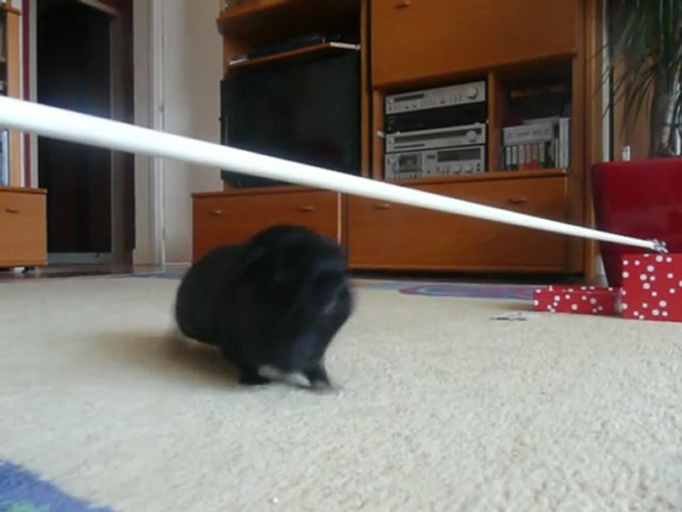 Cochon d'inde (Midnight) en saut d'obstacle