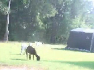 Sharri Plaza Summer 2011 North Carolina