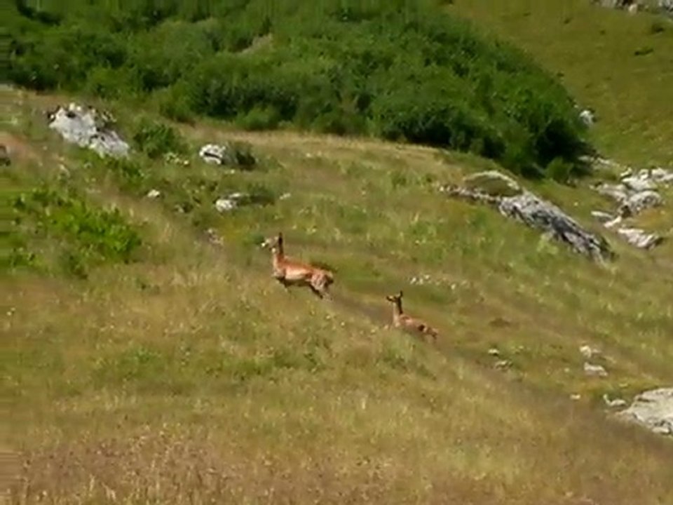 Bambi et sa maman.