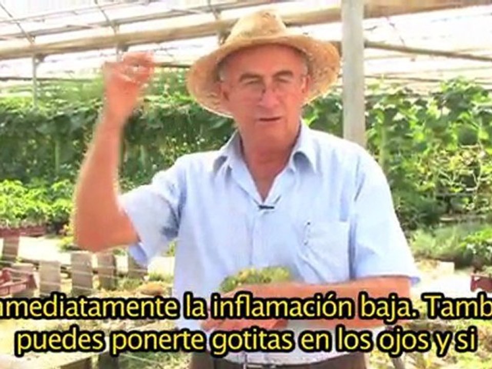 Semprevivum Tectorum CASTELLANO