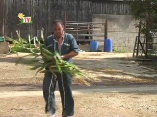 Maïs ensilage 2011 avec Atlantic conseil élevage