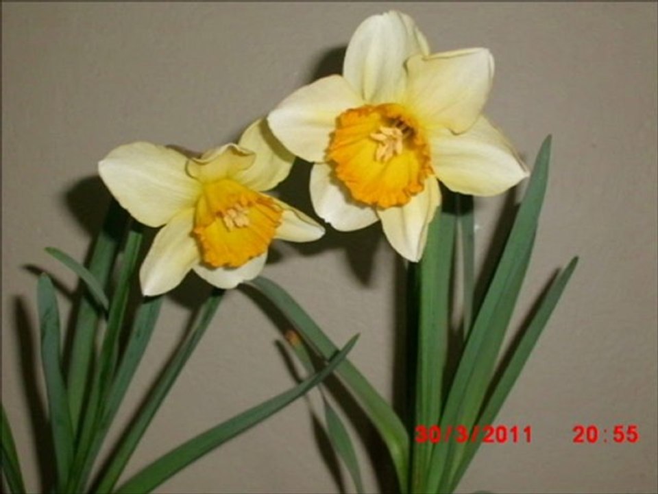 Dur Dinle Sevgilim ( ankaralı  namık )