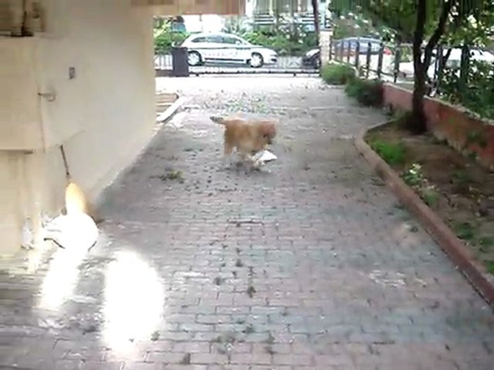 Aktör Köpek Dost Çekim