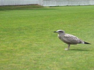 Dancing seagull and the fly