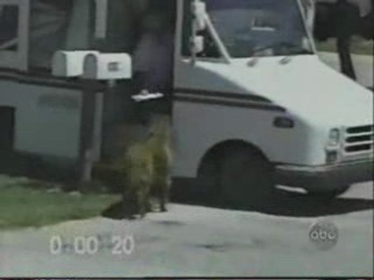 Good Dog, Bad Dog