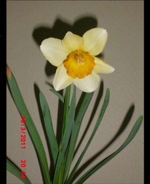 seni benim kadar kimse sevemez murat göğebakan