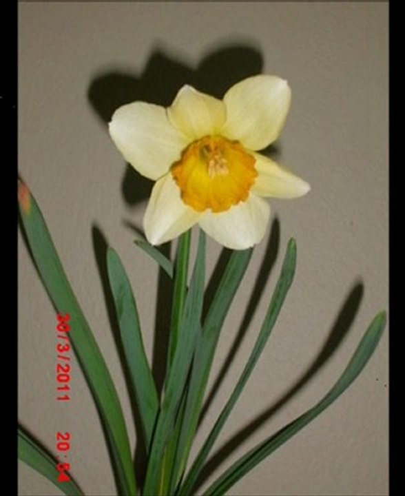 seni benim kadar kimse sevemez murat göğebakan