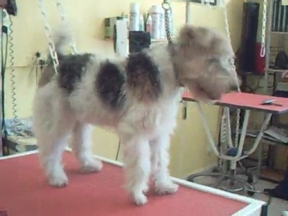 SALON TOILETTAGE REGARD CANIN TANA 1