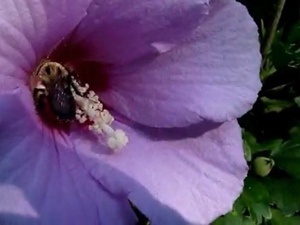 Bumble Bees