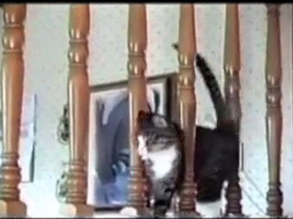 I'm a Stupid Cat!