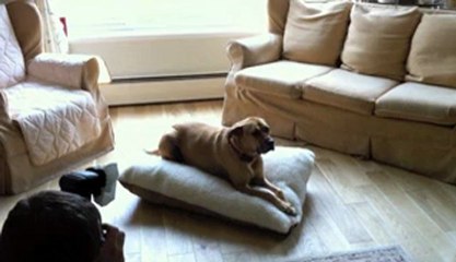 Dog Products: Dog Beds at Waggers