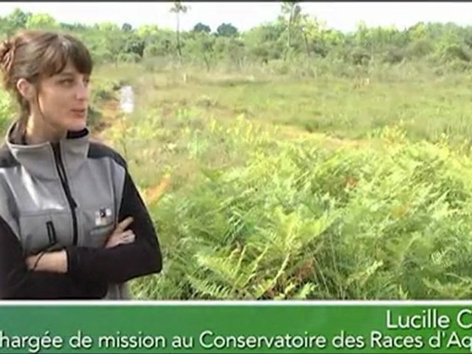 Retour de la vache marine dans les landes